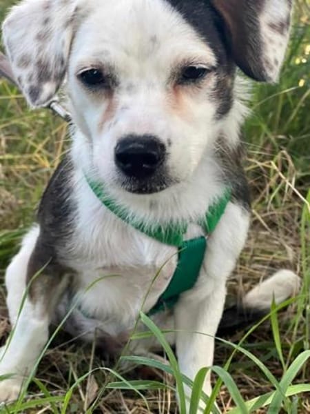 MAARI # Hundemädchen zum Verlieben