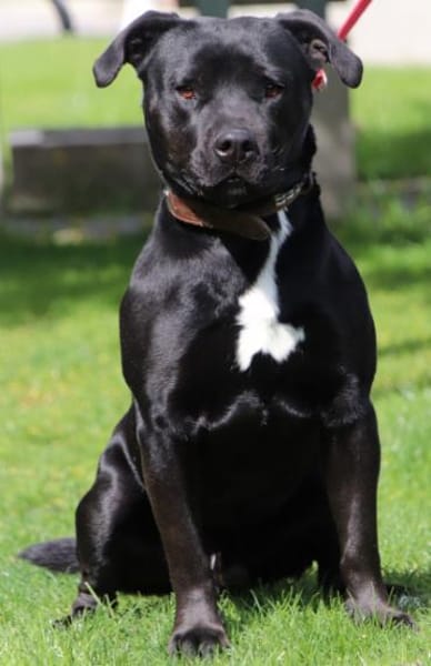 Ivan
