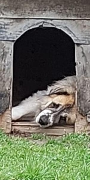 Bär