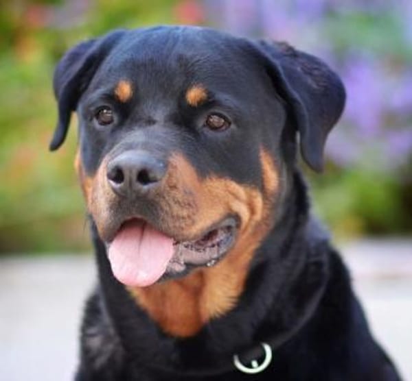 Arni, Charakterhund mit Prüfungen