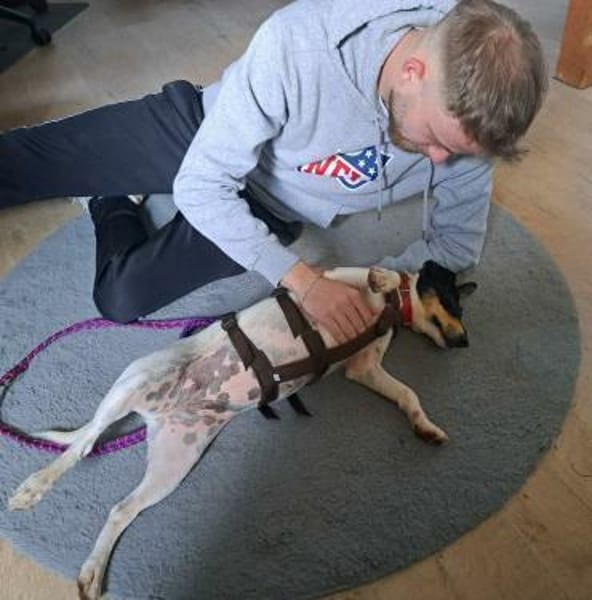 Jack Russel Fan`s aufgepasst: PIXIE :-)