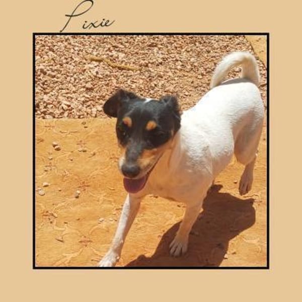 Jack Russel Fan`s aufgepasst: PIXIE :-)