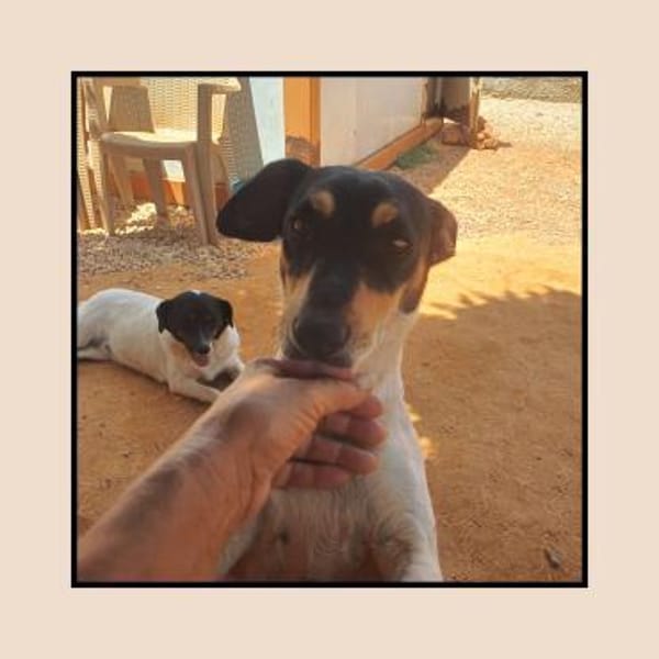 Jack Russel Fan`s aufgepasst: PIXIE :-)