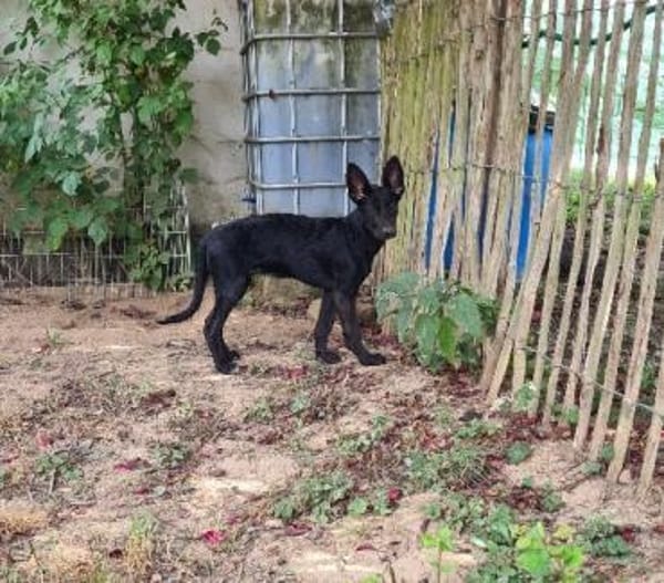 Blackbeauty SALA