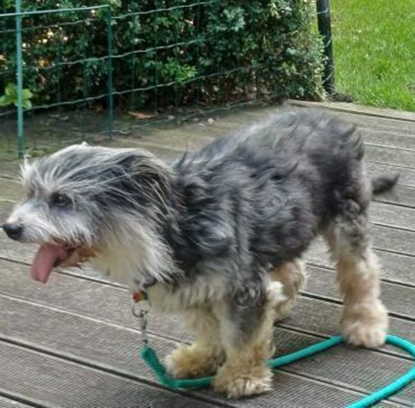 BUBI sucht liebevolles Zuhause für immer