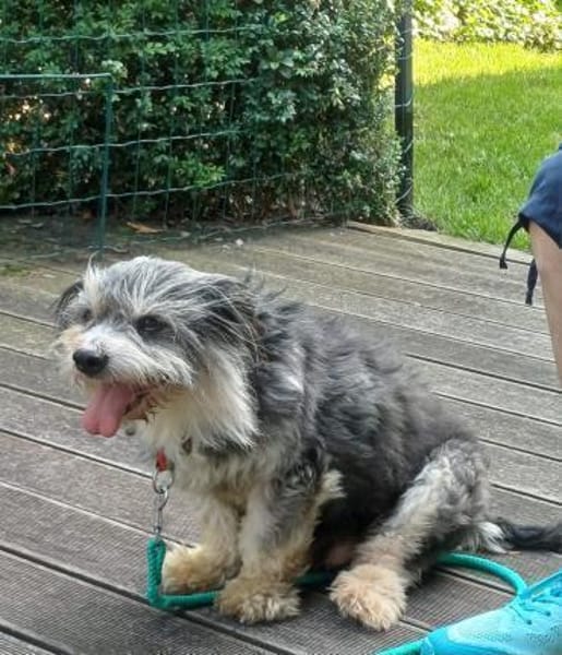 BUBI sucht liebevolles Zuhause für immer