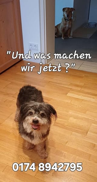 BUBI sucht liebevolles Zuhause für immer
