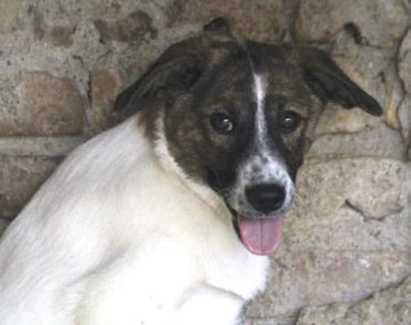 Juditha ist so ein liebes Hundemädchen
