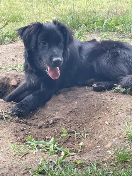 Herzenshund Jamie sucht zuhause