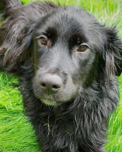 Herzenshund Jamie sucht zuhause
