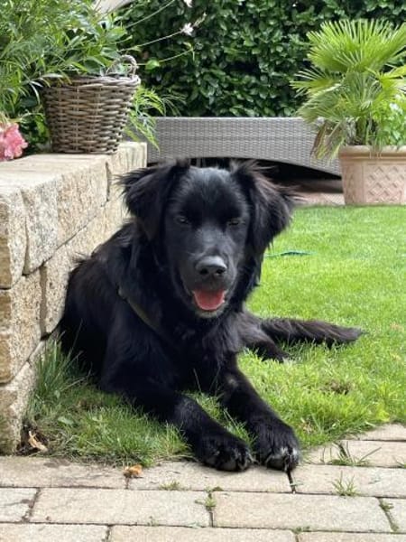 Herzenshund Jamie sucht zuhause