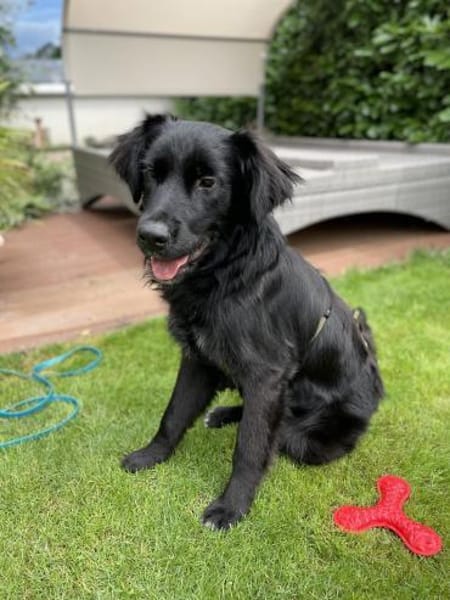 Herzenshund Jamie sucht zuhause