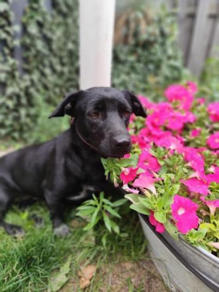 Yuma - sucht ihr erstes Zuhause