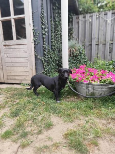 Yuma - sucht ihr erstes Zuhause