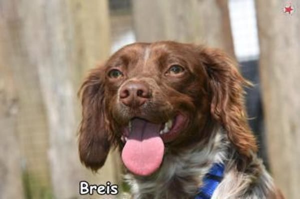BRAIS