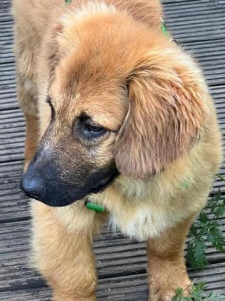 MATO * ruhiger Typ im Teddypelz