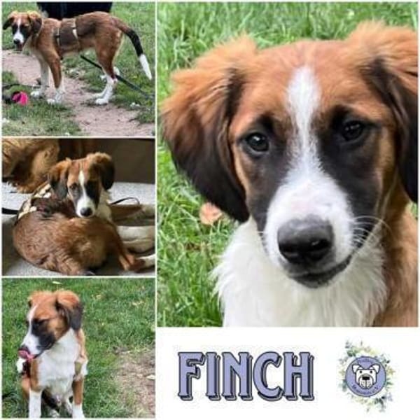 FINCH * Abenteurer sucht BegleiterIn