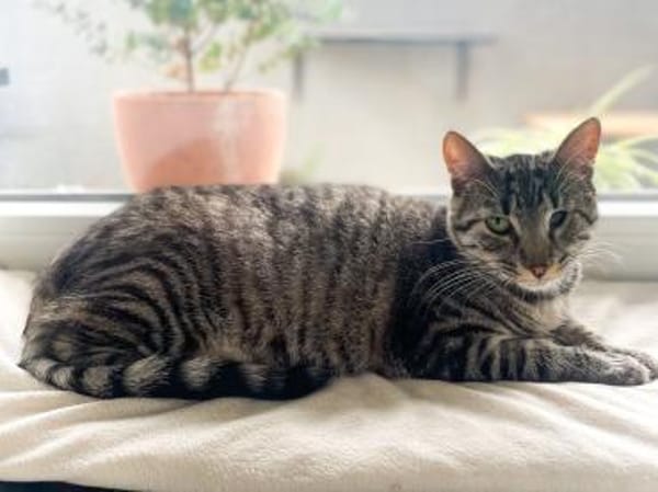 Rosi sucht ihre Dosenöffner