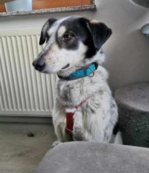 Charli - gescheckte liebe Sanftmut!