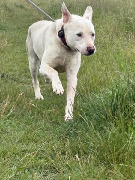 Tobi - ein Herz auf vier Pfoten