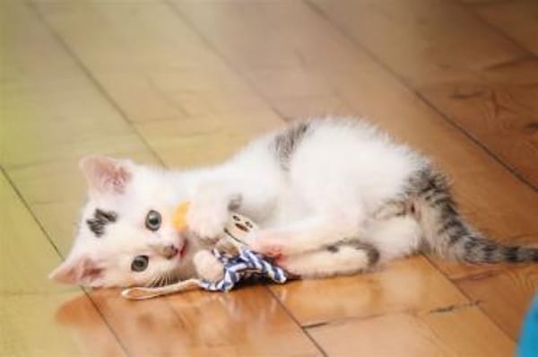 Otti sucht liebevolles Zuhause!