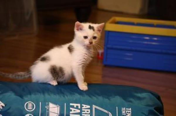 Otti sucht liebevolles Zuhause!