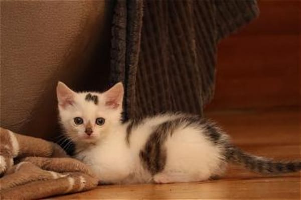 Otti sucht liebevolles Zuhause!