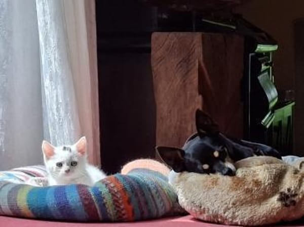 Otti sucht liebevolles Zuhause!