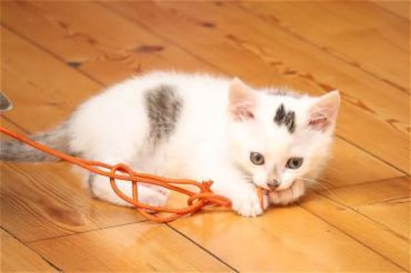Otti sucht liebevolles Zuhause!