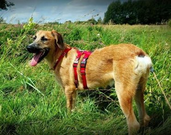 Taro ❤ wartet in 24885 Sieverstedt