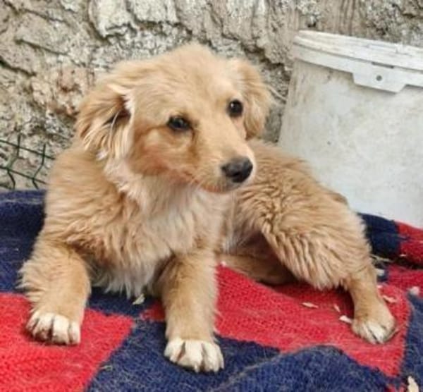 FULGA, ein Hundebaby sucht Liebe 💘