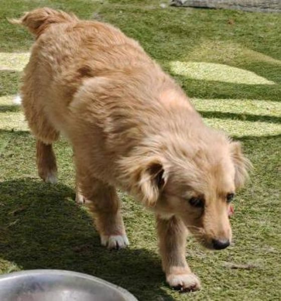 FULGA, ein Hundebaby sucht Liebe 💘