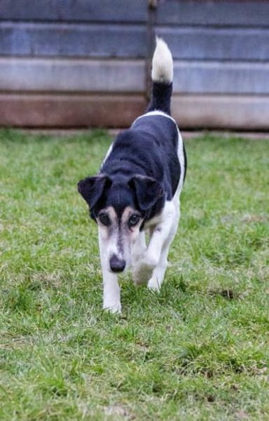 💚 Zuhause gesucht: Idefix 💚
