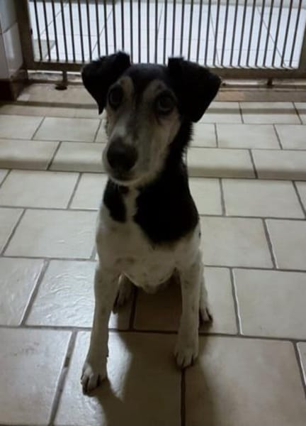 💚 Zuhause gesucht: Idefix 💚