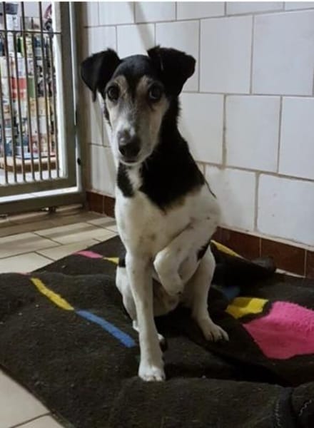 💚 Zuhause gesucht: Idefix 💚