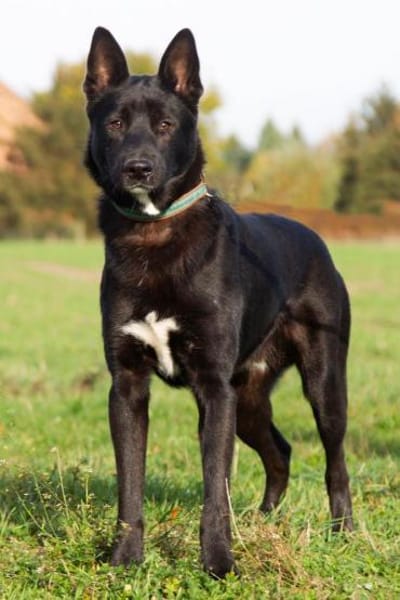 Balu - junger Kerl braucht Familie