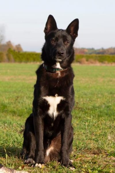 Balu - junger Kerl braucht Familie