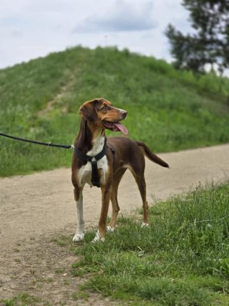 Zauberhafte Ruby sucht..
