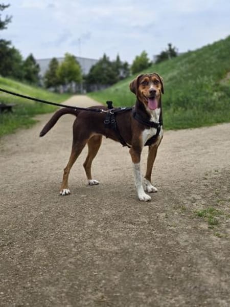 Zauberhafte Ruby sucht..
