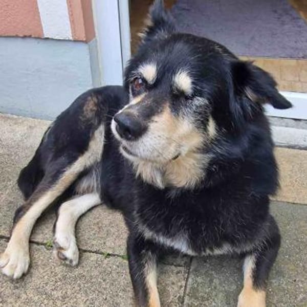 Sullivan - rüstiger liebenswerter Senior