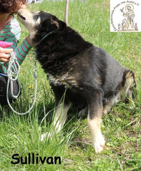 Sullivan - rüstiger liebenswerter Senior