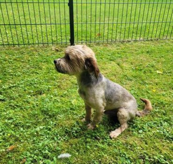Süsser SHERLOCK sucht sein Zuhause