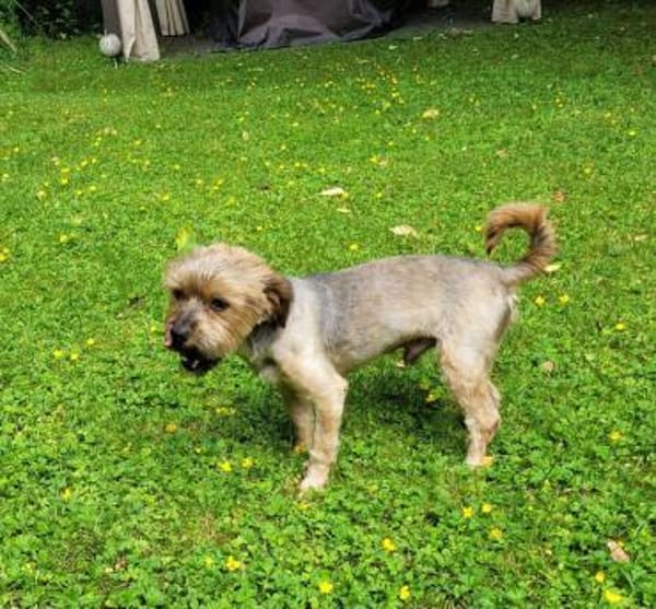 Süsser SHERLOCK sucht sein Zuhause