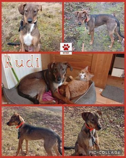 Rudi Jagdhund Mischling Rüde Junghund