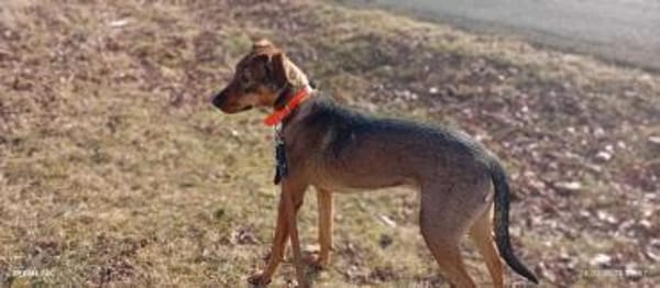 Rudi Jagdhund Mischling Rüde Junghund