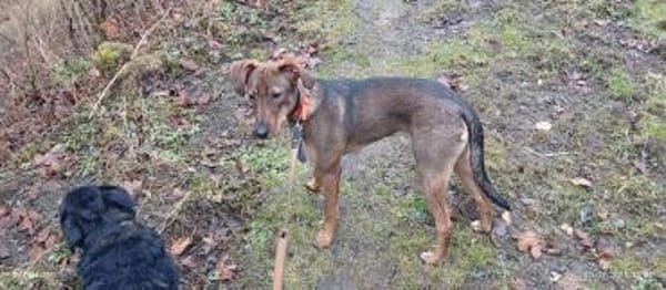 Rudi Jagdhund Mischling Rüde Junghund
