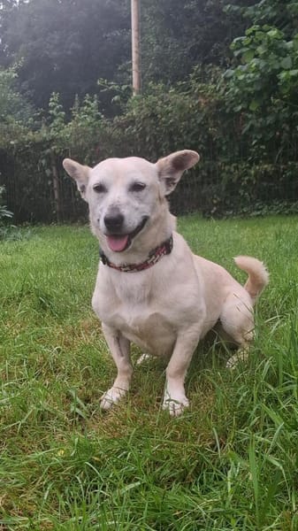 Xena - die kleine Labbi Mix Hündin