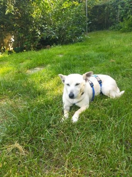 Xena - die kleine Labbi Mix Hündin