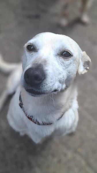 Xena - die kleine Labbi Mix Hündin