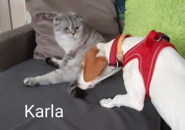 Blind Date gefällig? Karla wartet